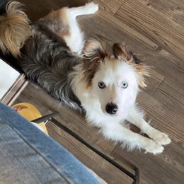 Miniature American Shepherd and Papillon All Grown Up from LS Best Friends