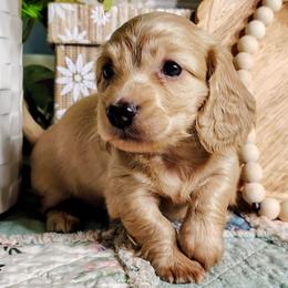 Kittie - Cream female Dachshund puppy in Thomaston, Georgia from UGG Ranch