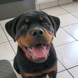 Rottweiler Puppies from Iron Clad Rottweiler