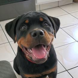 Rottweiler Puppies from Iron Clad Rottweiler