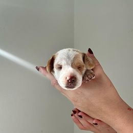 Dachshund Puppies from Magnolia Dachshunds