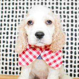 Dane - Buff and white male Cocker Spaniel puppy in Rattan, Oklahoma from Double M Cocker Spaniels