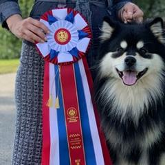 Finnish Lapphunds from Sugarok Kennel
