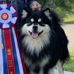 Finnish Lapphunds from Sugarok Kennel