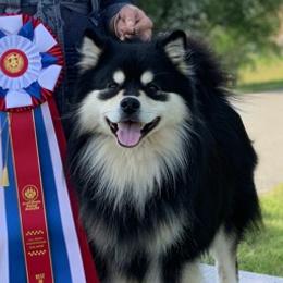 Finnish Lapphunds from Sugarok Kennel