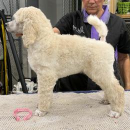 Mindy - Cream female Poodle puppy in Port Orange, Florida from Daytona’s Standard Poodles