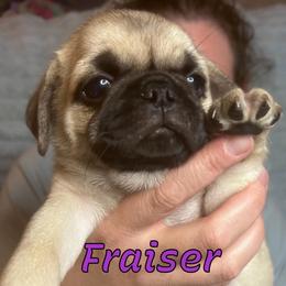 Fraiser - Fawn male Pug puppy in Morgantown, West Virginia from Groovy Pugs
