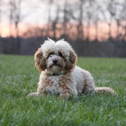Lucy - Goldendoodle
