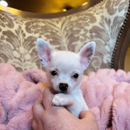 Tiny Tulip - Cream and white female Chihuahua puppy in Paradise, Texas from Ooh- la-la Poms