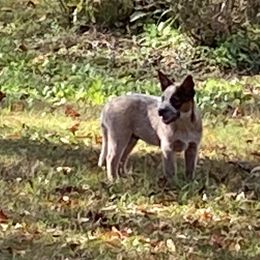 Australian Cattle Dog Puppies from Tall Pines Cattle Dogs