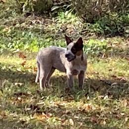 Australian Cattle Dog Puppies from Tall Pines Cattle Dogs