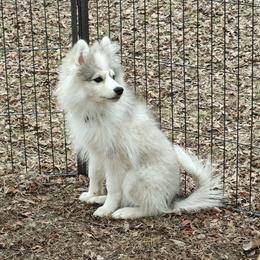 Pepper - Wolf sable male Pomsky puppy in Idaho Falls, Idaho from Idaho Pomsky