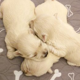 Boy 1 - White male West Highland White Terrier puppy in Spokane, Washington from Pleasant Prairie Farms