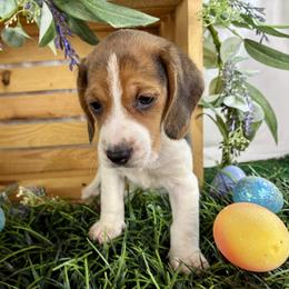 Wendy - Black tan and white female Beagle puppy in Katy, Texas from Houston’s Howlin’ Hounds