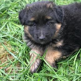 German Shepherd Puppies from Lost Creek German Shepherds LLC