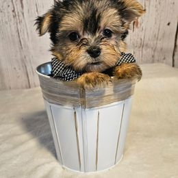 Mateo SMALL - Black & tan tri-color male Morkie puppy in Monticello, Iowa from Ashley’s Puppies