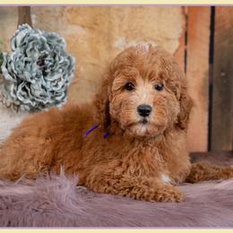 Blanche - Red  female Goldendoodle puppy in Connersville, Indiana from Deaz Doodle Ranch