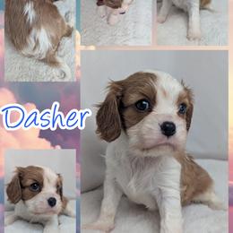 Dasher - Blenheim male Cavalier King Charles Spaniel puppy in Seymour, Missouri from Painted Blessing's AKC Cavaliers LLC