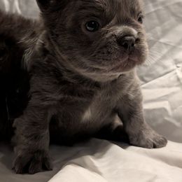 Boy 4 - Blue male French Bulldog puppy in Battle Ground, Washington from Ferguson's Bulldogs