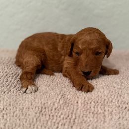 Girl 2 - Red  female Goldendoodle puppy in Spring Hill, Florida from Ohana Doodles x Frenchies