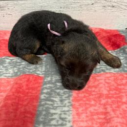 Purple female - Black and red female German Shepherd puppy in Herrick, South Dakota from Dakota Shepherds Kennels