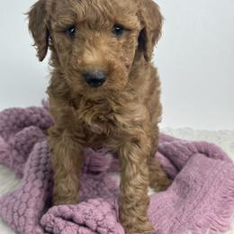 Purple collar - Apricot female Goldendoodle puppy in Flint, Michigan from Anytime Doodles