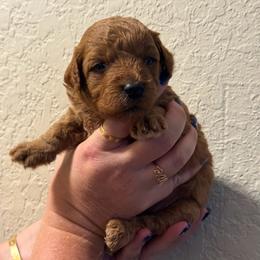 Girl 2 - Red  female Poodle puppy in Southwest Ranches, Florida from Herringbone ‘s Poodles