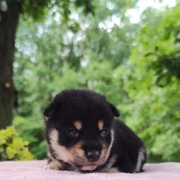 Kenzo - Black and tan male Shiba Inu puppy in Clayton, Illinois from Adorable-Puppies