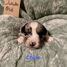 Chips - Blue merle male Australian Shepherd puppy in Wisconsin Dells, Wisconsin from Nicara kennel