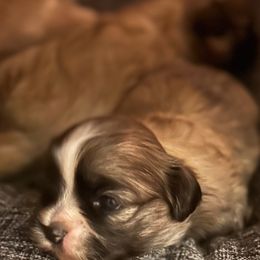 Shih Tzu Puppies from Shihtzus4life