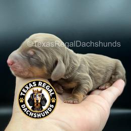 Milo - Chocolate and tan male Dachshund puppy in Houston, Texas from Texas Regal Dachshunds LLC
