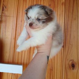 Rapunzel - Chocolate merle female Pomeranian puppy in Ada, Oklahoma from Once Upon A Puff