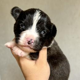 American Corgi Puppies from 5H Corgis