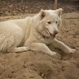 Siberian Husky All Grown Up from Freedom Huskies