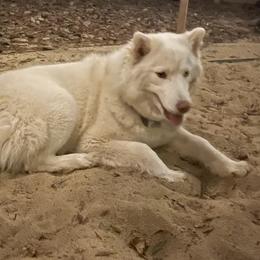 Siberian Husky All Grown Up from Freedom Huskies