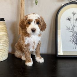 Girl 3 - Apricot female Goldendoodle puppy in Phoenix, Arizona from Doodles of the Desert