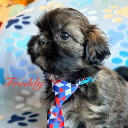 Freddie - Red male Shih Tzu puppy in Hemet, California from Aloha Shih Tzu