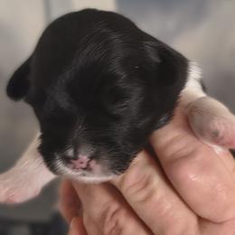 Darth Maul - White male Lhasa Apso puppy in Greenville, South Carolina from Lots of Lhasa Love