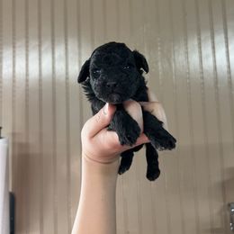 Shadow - Black male Poodle puppy in Nashville, Arkansas from Cuddles n Curls