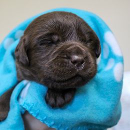 Labrador Retriever Puppies from Lost Woods Labradors