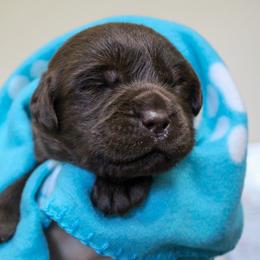 Labrador Retriever Puppies from Lost Woods Labradors