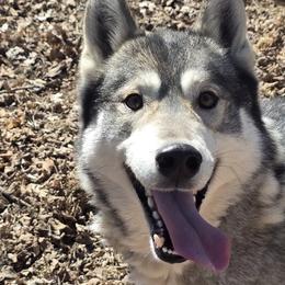 Ghost - Siberian Husky