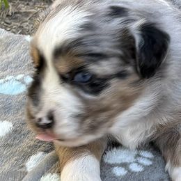 Miniature Australian Shepherds from Austin Aussies by Jody