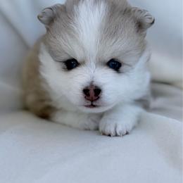 Raphael - Merle male Pomsky puppy in Memphis, Missouri from Happy Hills Kennels