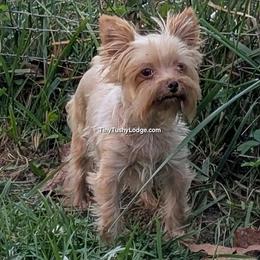 (AKC)  Sloane AKA Monkey - Tan female Yorkshire Terrier puppy in Greencastle, Indiana from Tiny Tushy Lodge