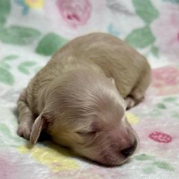 Sapphire - Cream female Dachshund puppy in Biloxi, Mississippi from Southern Doxies