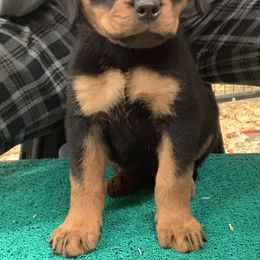 Rottweiler Puppies from Rottweilers Vom Haus Forte