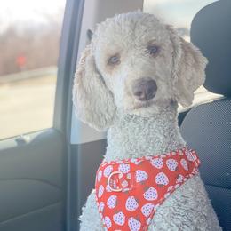 Stevie - Poodle