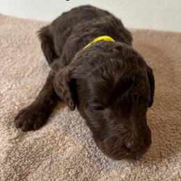 Yellow collar girl - Brown female Poodle puppy in Colorado Springs, Colorado from Pikes Peak Doodles