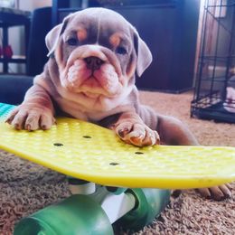 Bulldogs from Lilac-A-Bulls
